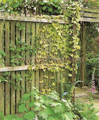 Вьющиеся растения смягчают прямоугольные очертания ограды