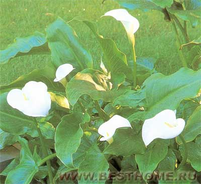 Цантедеския или Калла эфиопская (Zantedeschia), с темными глянцевитыми листьями и восхитительными крупными белыми цветками идеально подойдет для пруда правильной формы.