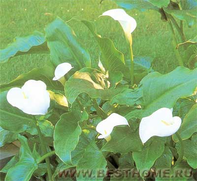     (Zantedeschia),               .