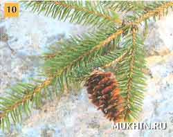  ,   Picea glauca