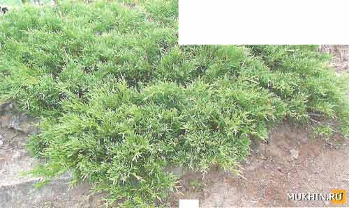 17. Можжевельник горизонтальный Juniperus horizotalis