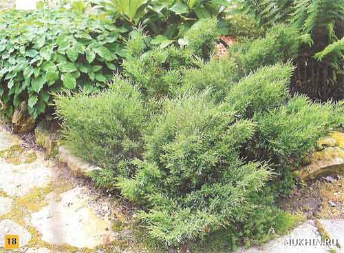   Juniperus sabina