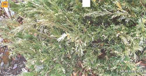 Cupressifolia