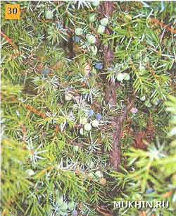 Можжевельник обыкновенный Juniperus communis