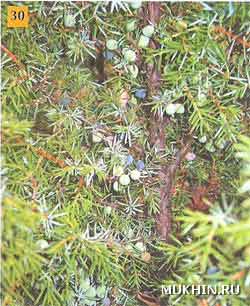   Juniperus communis