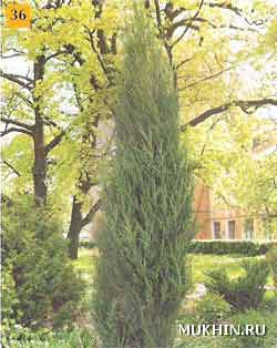 Можжевельник скальный Juniperus scopulorum