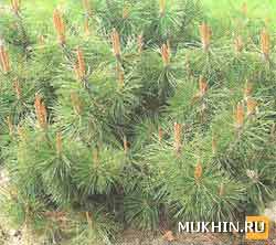 Pinus mugo var. mughus