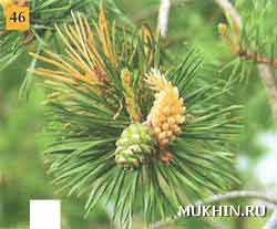Сосна лесная, или обыкновенная Pinus sylvestris