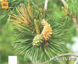  ,   Pinus sylvestris