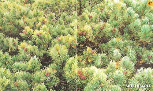 Сосна низкая, или кедровый стланик Pinus pumila